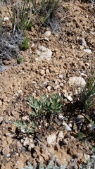 Cymopterus glomeratus