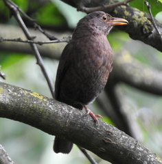 Turdus merula