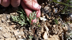 Cymopterus glomeratus