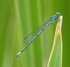 Coenagrion puella