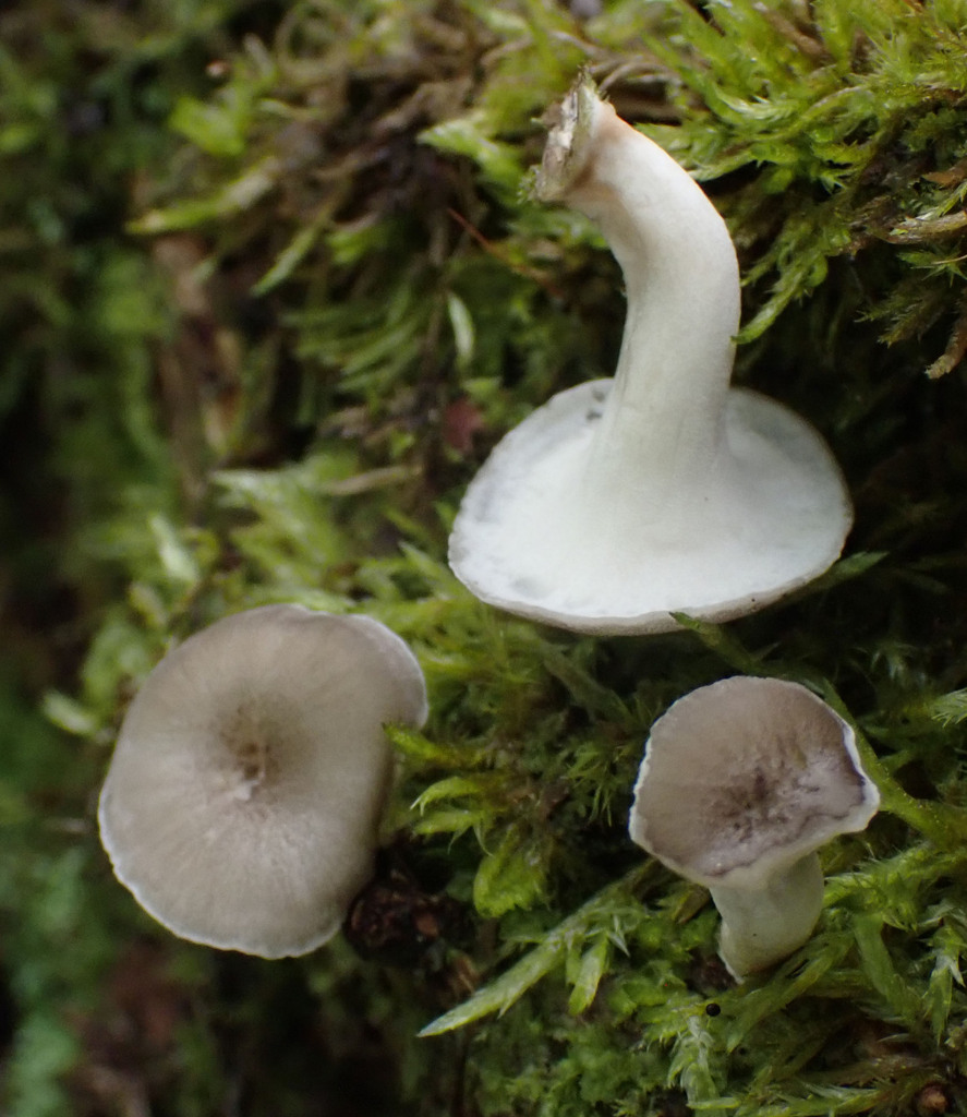 Picipes sp. 'BC01'