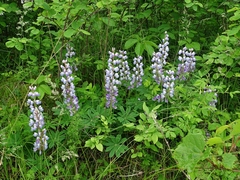 Lupinus perennis