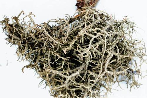 Bristly Beard Lichen