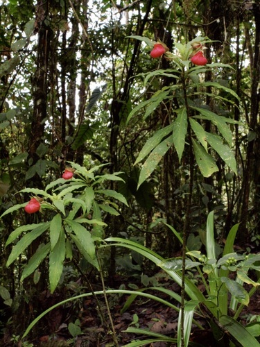 Gasteranthus trifoliatus