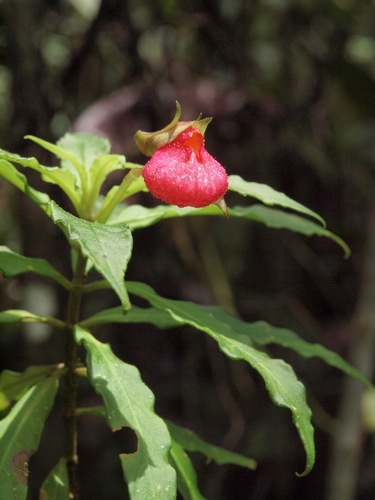 Gasteranthus trifoliatus