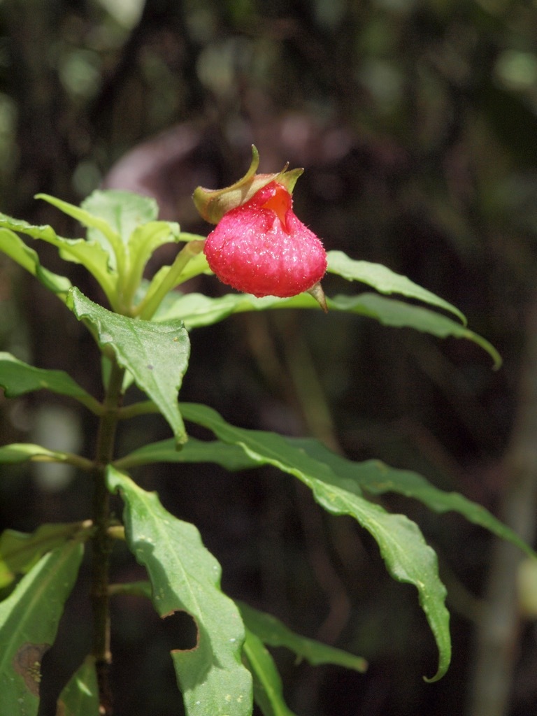 Gasteranthus trifoliatus