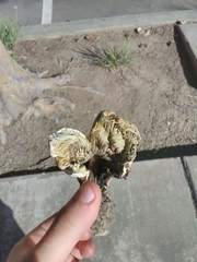 Agaricales