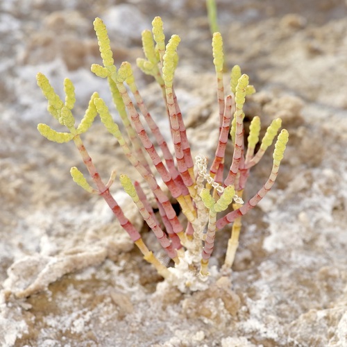 Image of Salicornia utahensis by (c) Michelle W. （鍾偉瑋）, some rights reserved (CC BY)