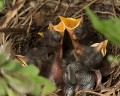 Dumetella carolinensis