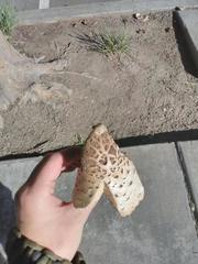 Agaricales