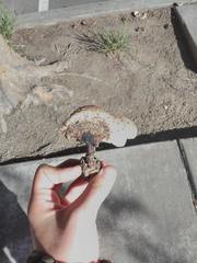 Agaricales