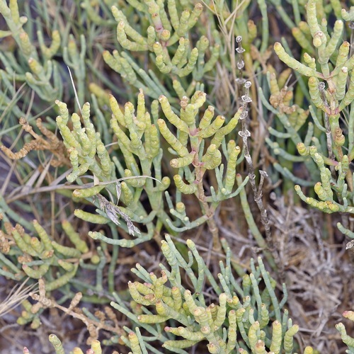 Image of Salicornia utahensis by (c) Michelle W. （鍾偉瑋）, some rights reserved (CC BY)