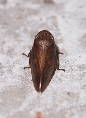 Poophilus costalis