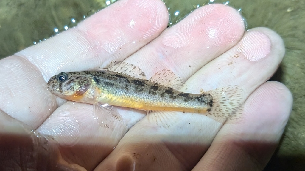 Arkansas darter (Etheostoma cragini) — Percidae