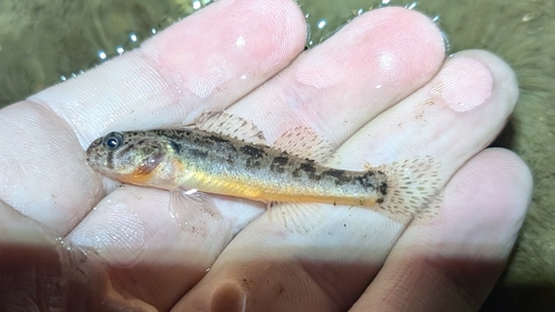 Arkansas darter (Etheostoma cragini) — Percidae