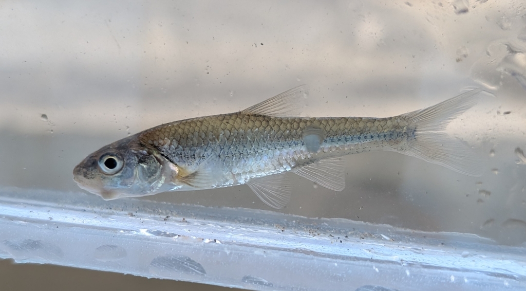 Bigmouth shiner (Notropis dorsalis) — Cyprinidae