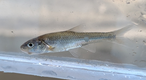Grootbek-glansvoorn (Notropis dorsalis) — Cyprinidae