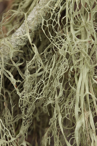 lace lichen