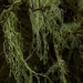 Lace Lichen - Photo (c) anonymous, some rights reserved (CC BY-SA)