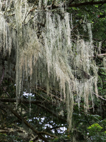 lace lichen