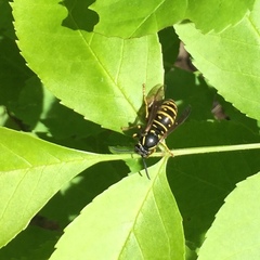 Vespula acadica