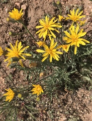 Crepis modocensis