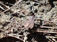 Ctenucha venosa
