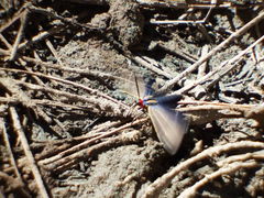 Ctenucha venosa