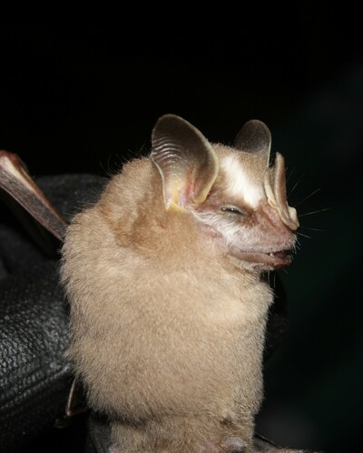 Brock's Yellow-eared Bat