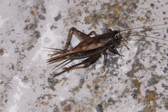 Loxoblemmus equestris