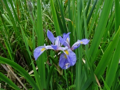 Iris virginica