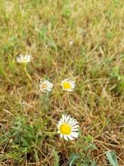 Erigeron caespitosus
