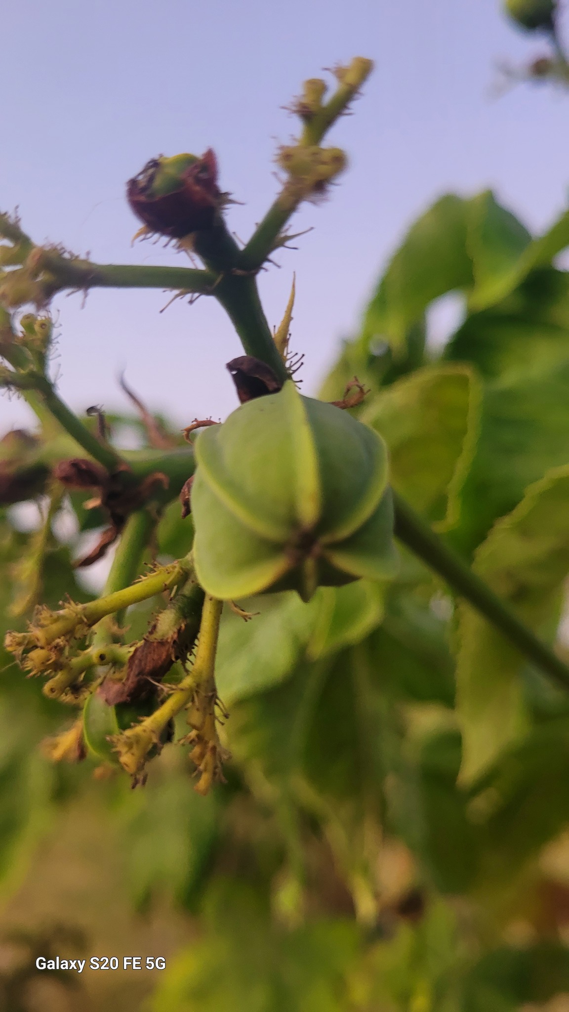 Jatropha mollissima