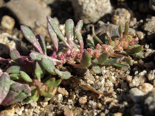 beaver povertyweed (Monolepis spathulata)