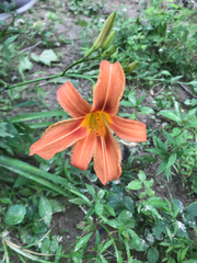 Hemerocallis fulva