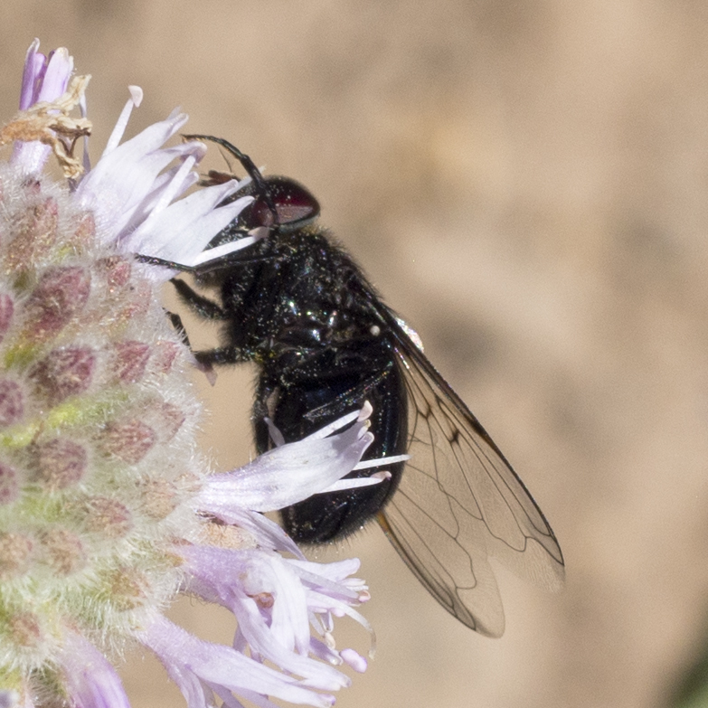 Anna's Bromeliad Fly