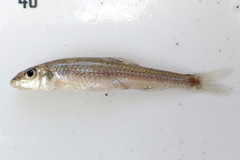 Mobile Chub photo 3