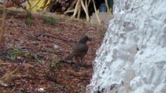 Toxostoma curvirostre