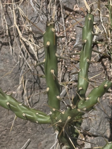Image of Cylindropuntia kleiniae by (c) Ian McFaul, some rights reserved (CC BY)