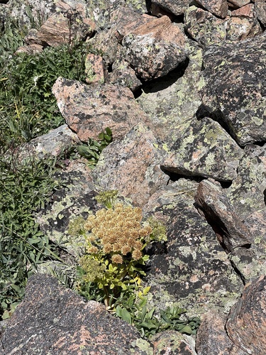 Image of Gray's angelica by (c) Jared Lincenberg, some rights reserved (CC BY)