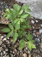 Angelica scabrida