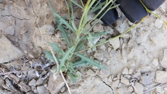 Stephanomeria runcinata