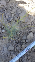 Stephanomeria runcinata