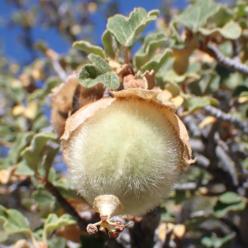 California Flannel Bush fruiting