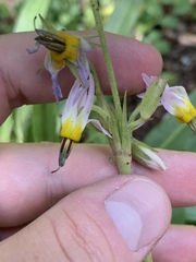 Primula fragrans