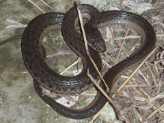 Thamnophis validus