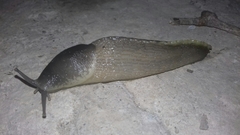 Limax cinereoniger