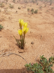 Zephyranthes longifolia