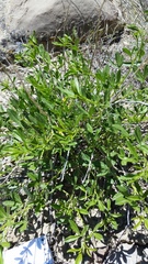 Pediomelum tenuiflorum