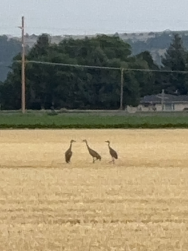 iNaturalist observation 2024-08-17